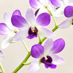 Dendrobium Areedang Blue- With Terracotta Pot
