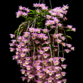 Dendrobium Aphyllum Orchid Plant