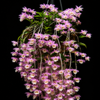Dendrobium Aphyllum Orchid Plant