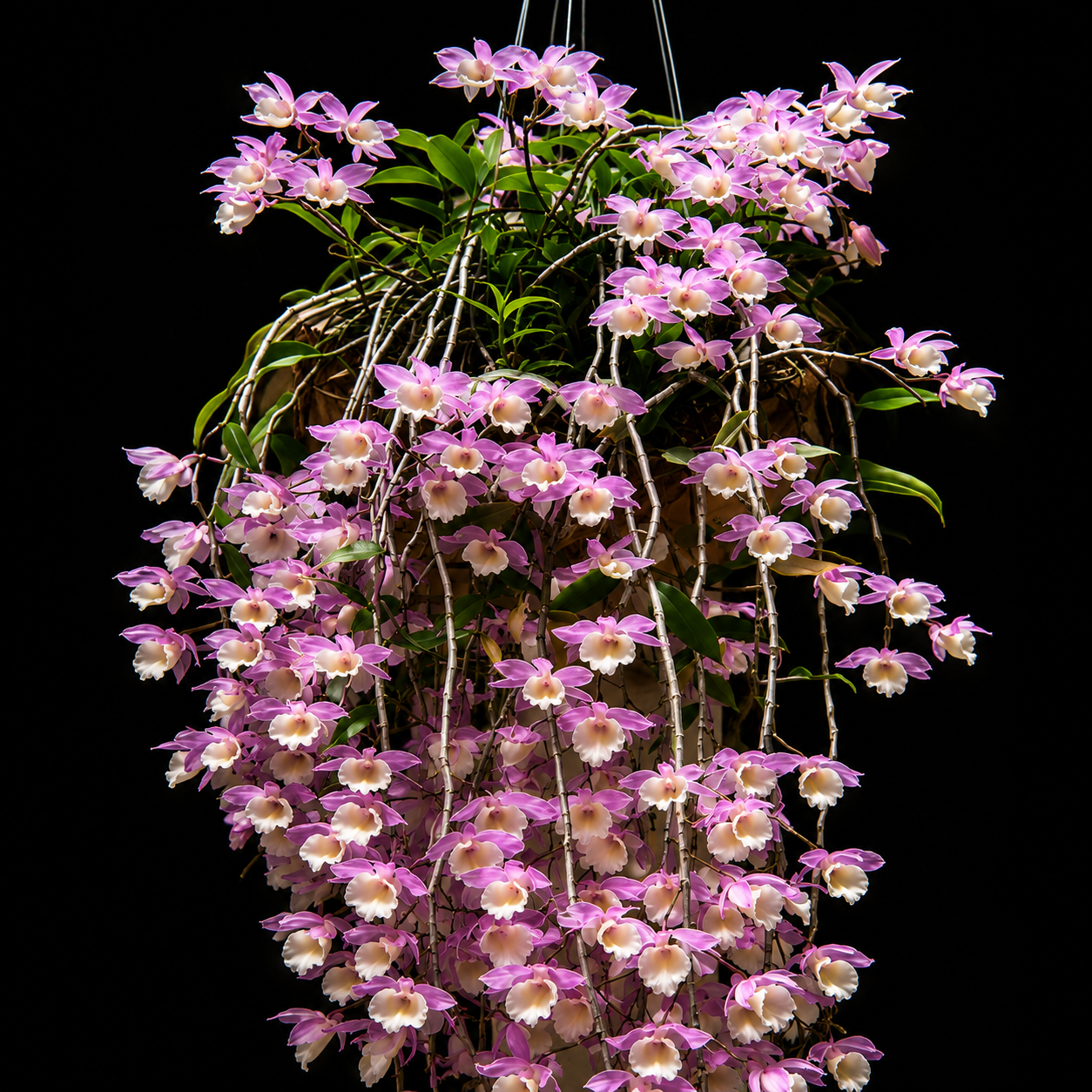 Dendrobium Aphyllum Orchid Plant