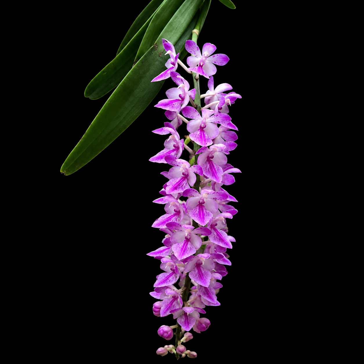 Aerides Rosea Spesis Orchid Plant