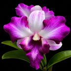 Dendrobiom King Dragon Hybrid Orchid Plant