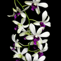Dendrobiom Woo Leng  Hybrid Orchid Plant