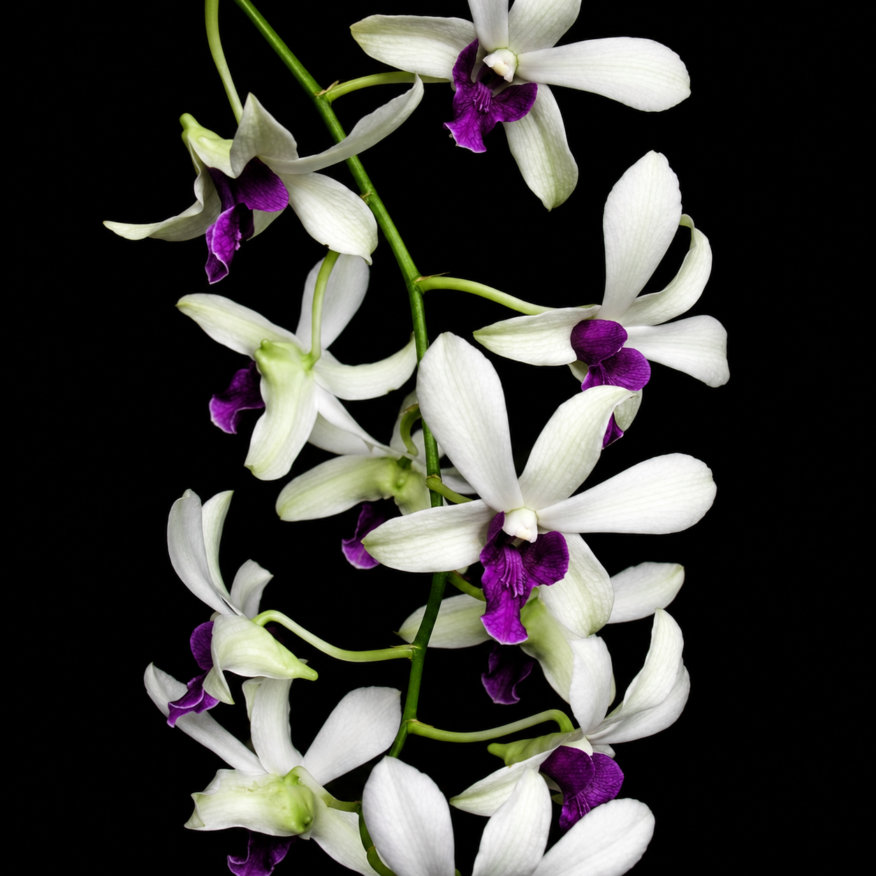 Dendrobiom Woo Leng  Hybrid Orchid Plant