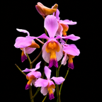 Vanda Terrace Species Orchid Plant