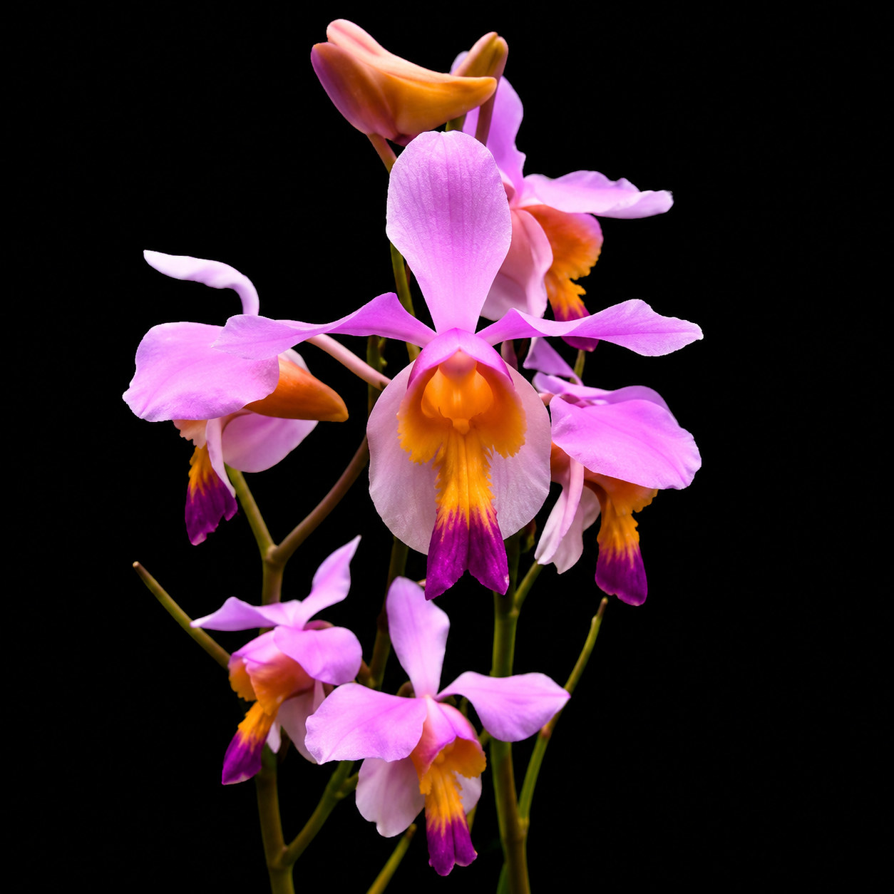 Vanda Terrace Species Orchid Plant