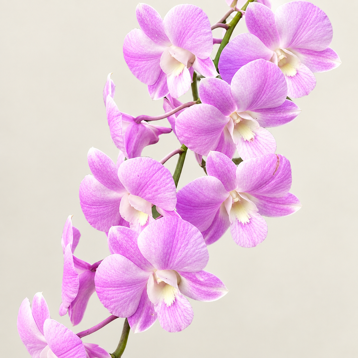 Dendrobium  Burana Pinky -With Terracota Pot
