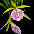 Catteliya Nakornpathme Silver Medium Orchid Plant -With Terracota Pot