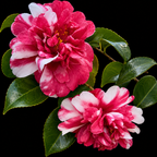 Camelia Bicolour Plant