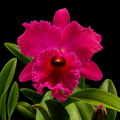 Catteliya George Suzuki Medium Orchid Plant -With Terracota Pot