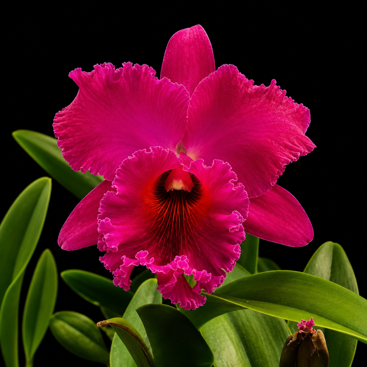 Catteliya George Suzuki Medium Orchid Plant -With Terracota Pot