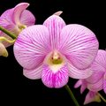 Dendrobiom Lina Pink Stripe Hybrid Orchid Plant