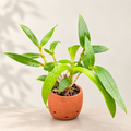 Dendrobium Apichart rainbow With Terracota Pot