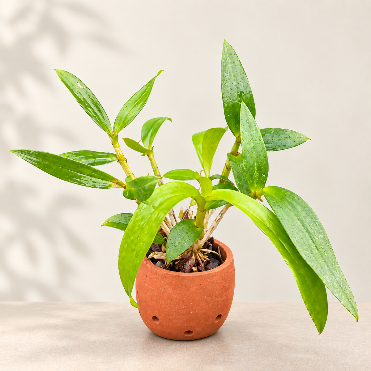 Dendrobium Apichart rainbow With Terracota Pot