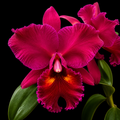 Catteliya.(Blc) Edisto New Berry Medium Orchid Plant-With Terracota Pot
