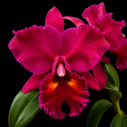 Catteliya.(Blc) Edisto New Berry Medium Orchid Plant-With Terracota Pot