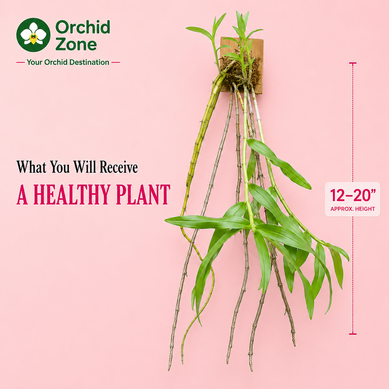 Dendrobiom Transparence Orchid Plant