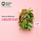 Dendrobiom Jenkinsii Orchid Plant