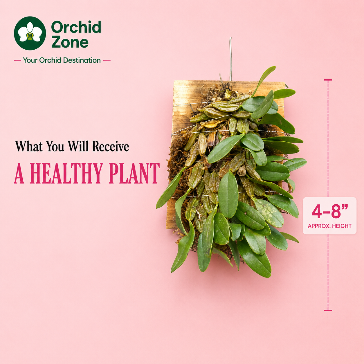 Dendrobiom Jenkinsii Orchid Plant