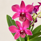 Dendrobium Madonna Red - With Terracotta Pot