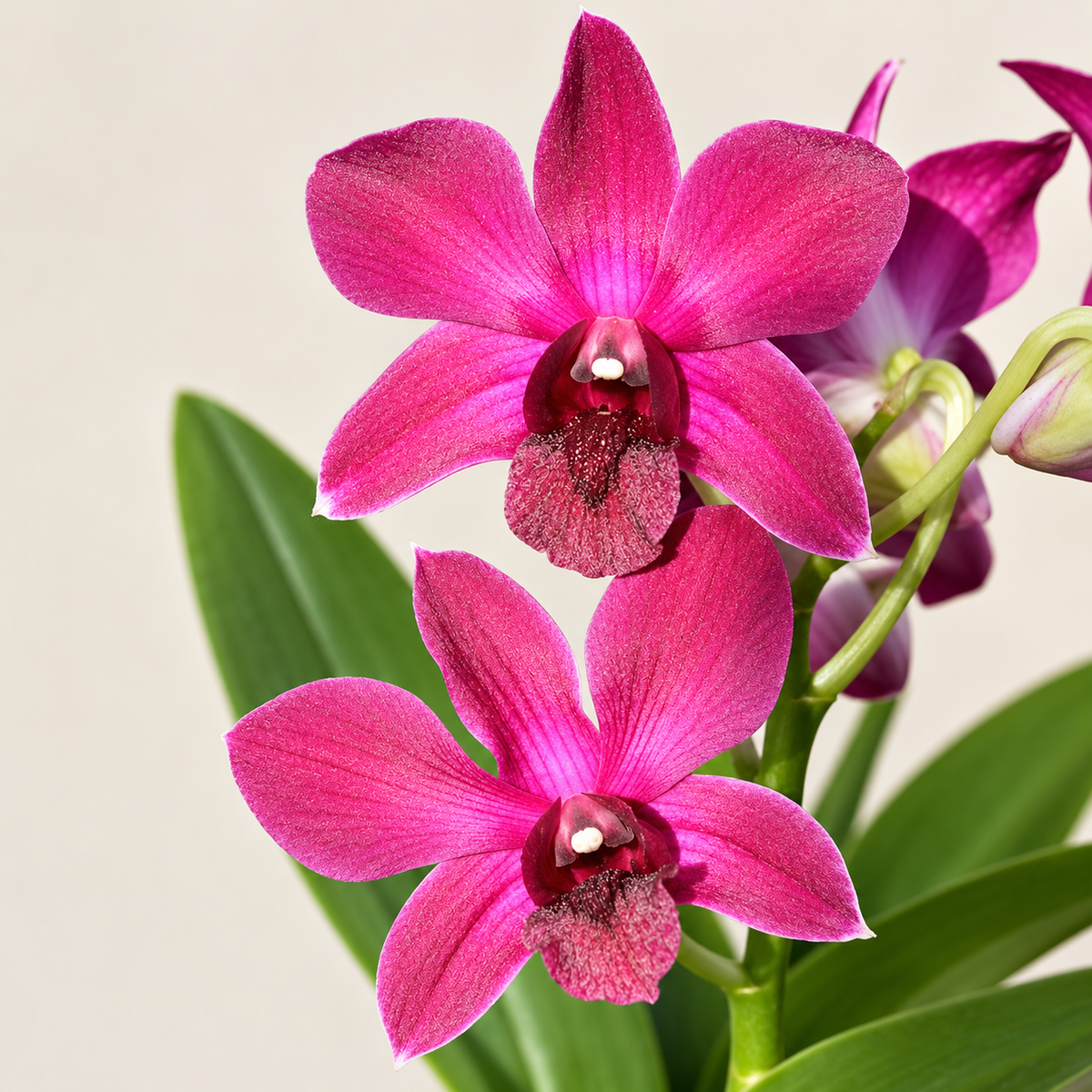 Dendrobium Madonna Red - With Terracotta Pot