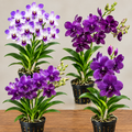 Dendrobium Hybrid Orchid 4Combo