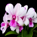 Dendrobium Popeye Hybrid Orchid Plant