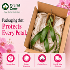 Coelogyne Flaccida Orchid Plant