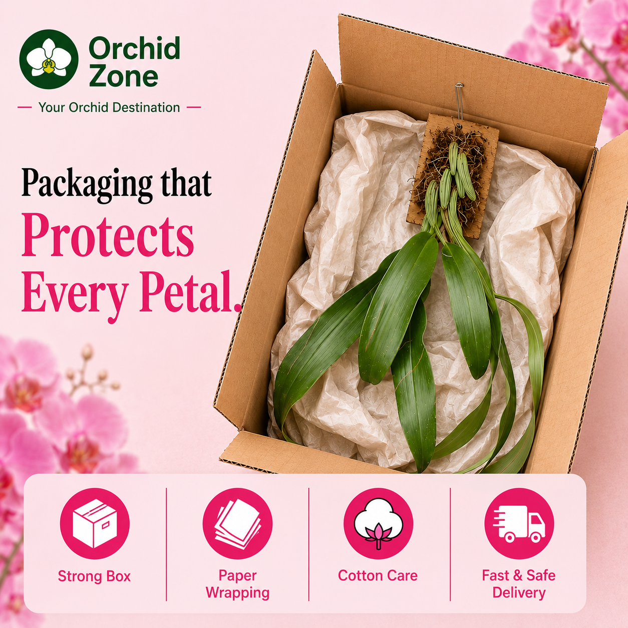 Coelogyne Flaccida Orchid Plant