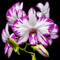 Dendrobiom Enobi Splash Hybrid Orchid Plant