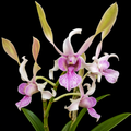 Dendrobiom Rabbit Hybrid Orchid Plant