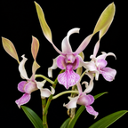 Dendrobiom Rabbit Hybrid Orchid Plant