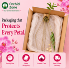 Dendrobiom Moschatum Orchid Plant