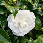 Camellia White Plant