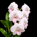 Dendorobium Visa Peach  Hybrid Orchid Plant