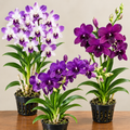 Dendrobium Hybrid Orchid 3 Plants Combo