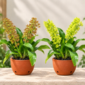 Grammatophyllum 2 Variety Combo