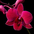 Dendrobiom Ladda Red Hybrid Orchid Plant
