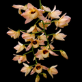 Dendrobiom Moschatum Orchid Plant