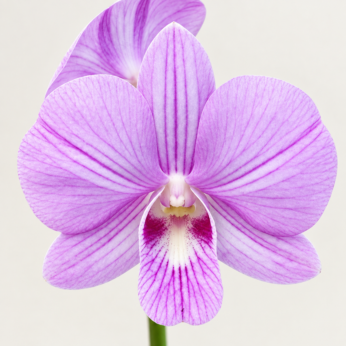 Dendrobium  Burana Pinky -With Terracota Pot