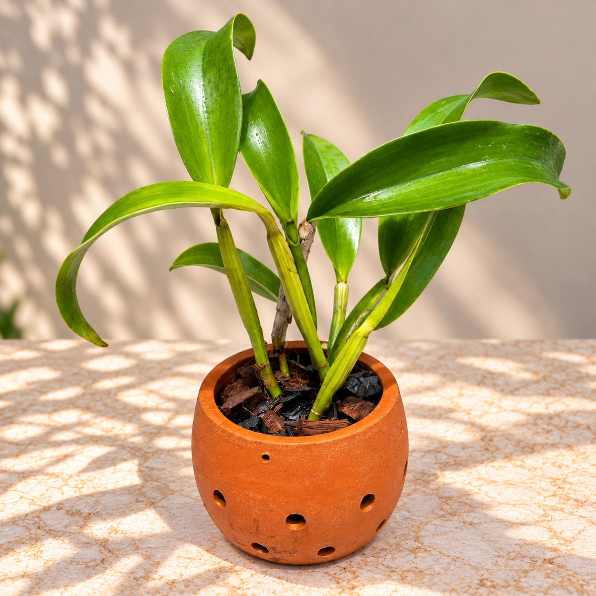 Cattleya Ploenpit Crown Orchid Plant – Mature Plant with Terracotta Pot