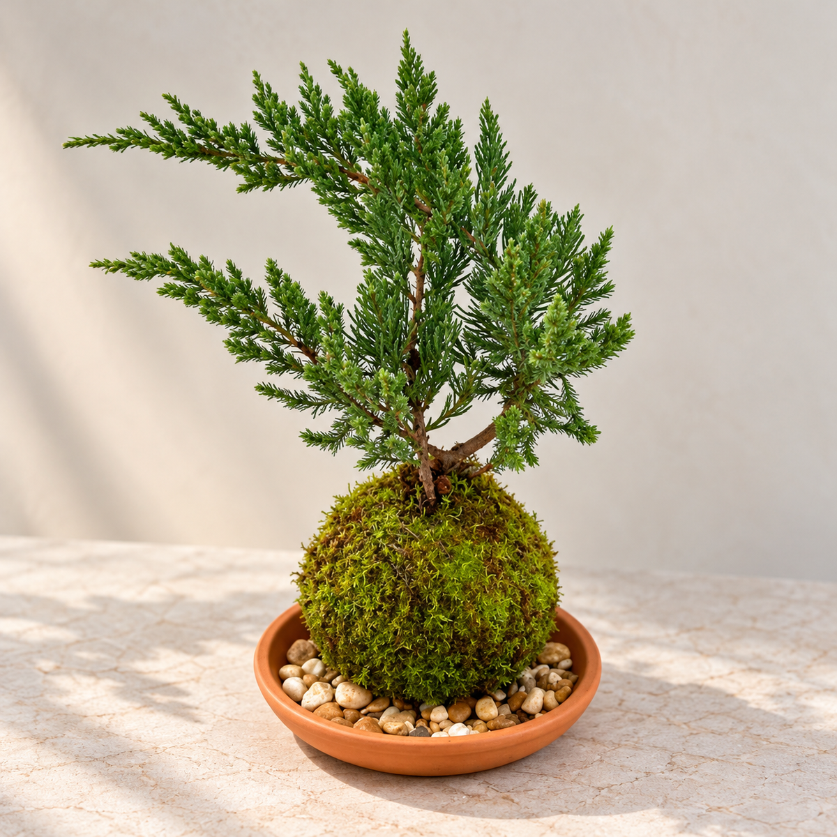Christmas Tree Kokedama (original) – Live Mini Decorative Christmas Tree&nbsp