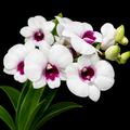 Dendrobiom Glory White x Miki White Hybrid Orchid Plant