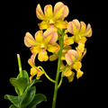 Dendrobiom Nopporn Mutation Hybrid Orchid Plant