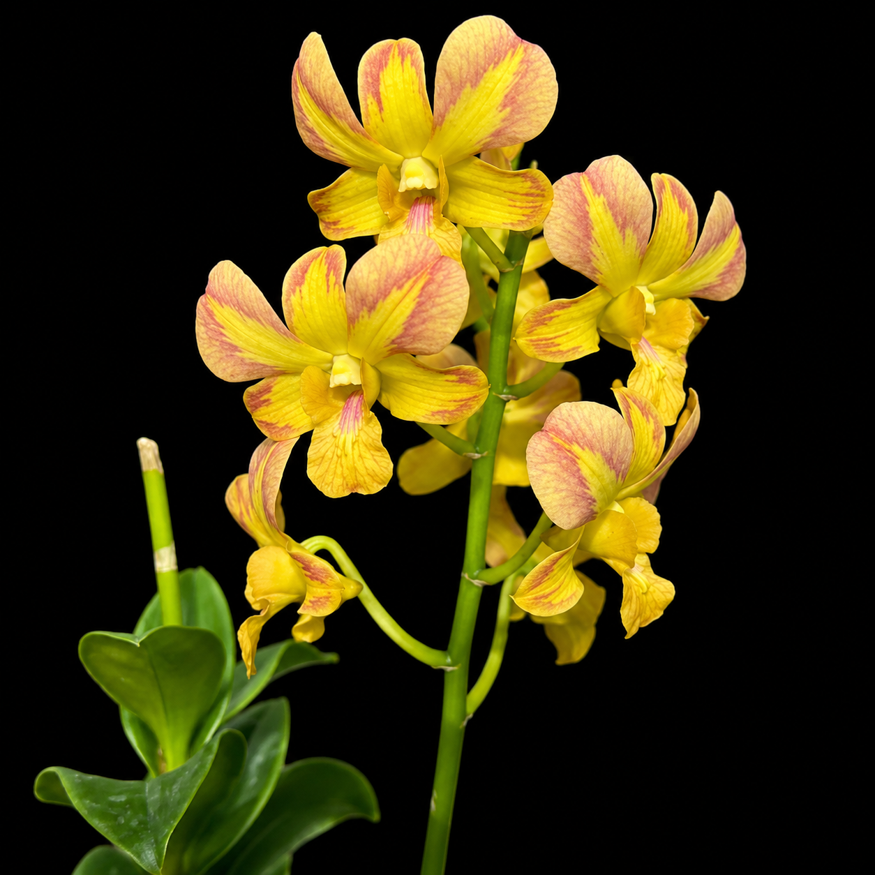 Dendrobiom Nopporn Mutation Hybrid Orchid Plant