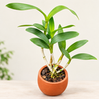 Dendrobium Areedang Blue- With Terracotta Pot