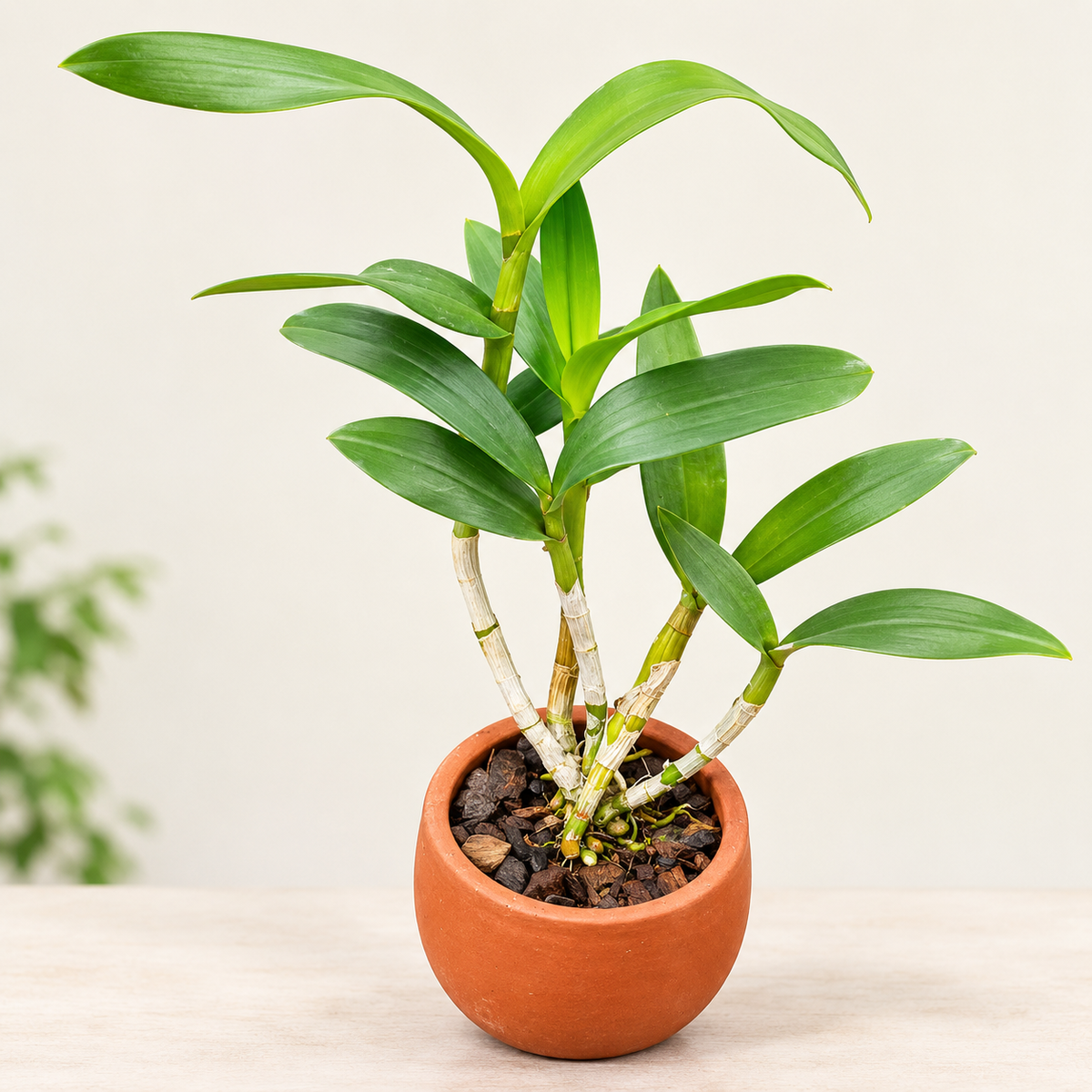 Dendrobium Areedang Blue- With Terracotta Pot