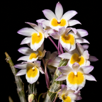 Dendrobiom Cripidatum Orchid plant