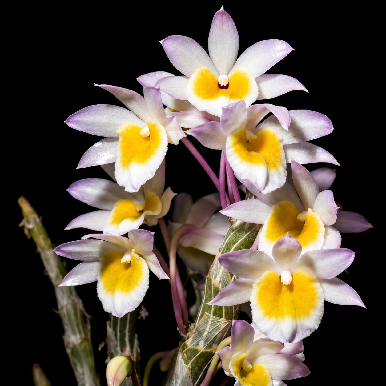 Dendrobiom Cripidatum Orchid plant