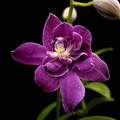 Dendrobiom Betty Rose Purple Hybrid Orchid Plant